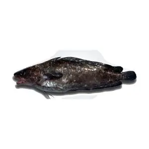 Abrótea-Da-Costa — peixe fresco da lota de Quarteira
