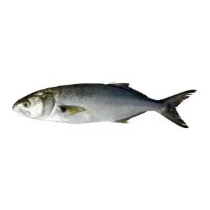 Anchova — peixe fresco da lota de Quarteira