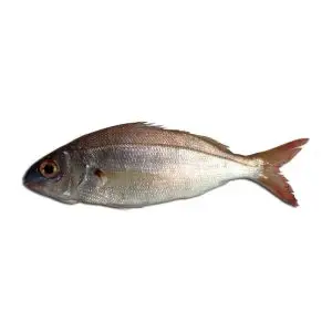 Besugo — peixe fresco da lota de Quarteira