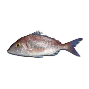 Bica — peixe fresco da lota de Quarteira