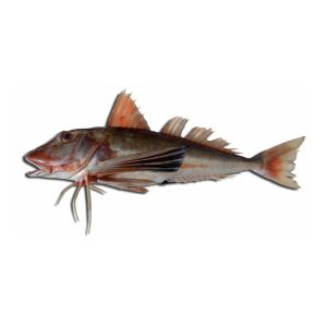 Cabra — peixe fresco da lota de Quarteira