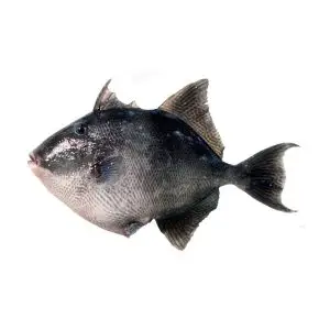 Cangulo — peixe fresco da lota de Quarteira