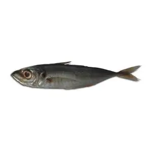 Carapau — peixe fresco da lota de Quarteira