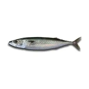 Cavala — peixe fresco da lota de Quarteira