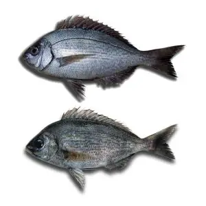 Choupa — peixe fresco da lota de Quarteira