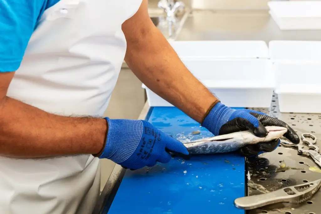 Peixe amanhado e preparado