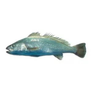 Corvina-Legítima — peixe fresco da lota de Quarteira