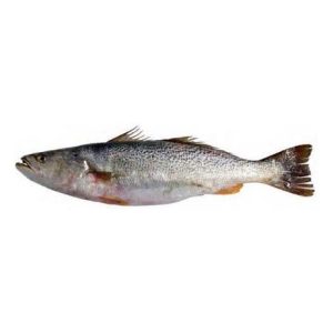 Corvinata-Real — peixe fresco da lota de Quarteira