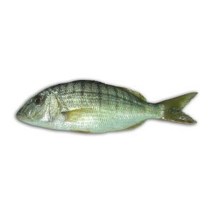 Ferreira — peixe fresco da lota de Quarteira
