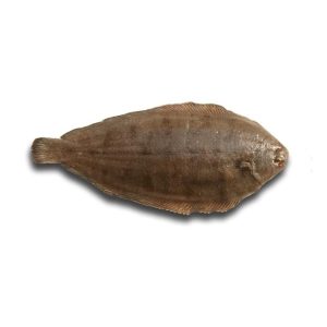 Linguado-Legítimo — peixe fresco da lota de Quarteira