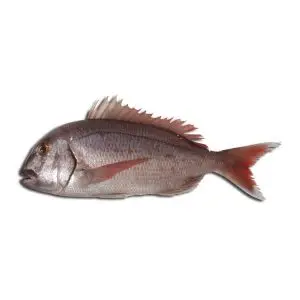 Pargo-Legítimo — peixe fresco da lota de Quarteira