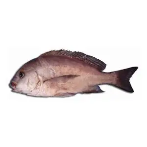 Pargo Mulato — peixe fresco da lota de Quarteira