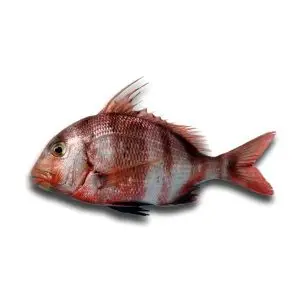 Pargo Sêmola — peixe fresco da lota de Quarteira