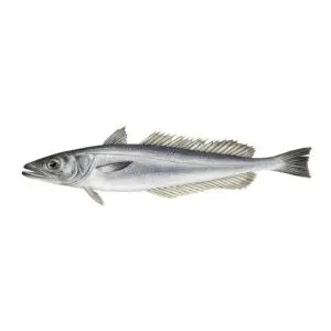 Pescada-Branca — peixe fresco da lota de Quarteira
