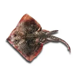 Raia-Lenga — peixe fresco da lota de Quarteira