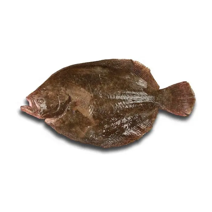 Rodovalho — peixe fresco da lota de Quarteira