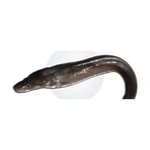 Safio — peixe fresco da lota de Quarteira