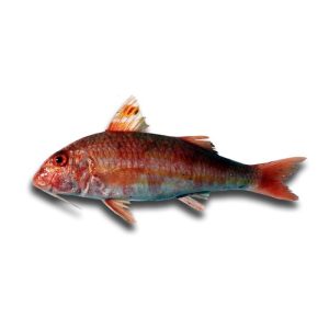 Salmonete-Legítimo — peixe fresco da lota de Quarteira
