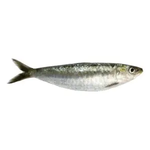 Sardinha — peixe fresco da lota de Quarteira