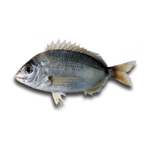 Sargo-Alcorraz — peixe fresco da lota de Quarteira