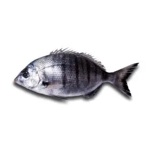 Sargo-Bicudo — peixe fresco da lota de Quarteira