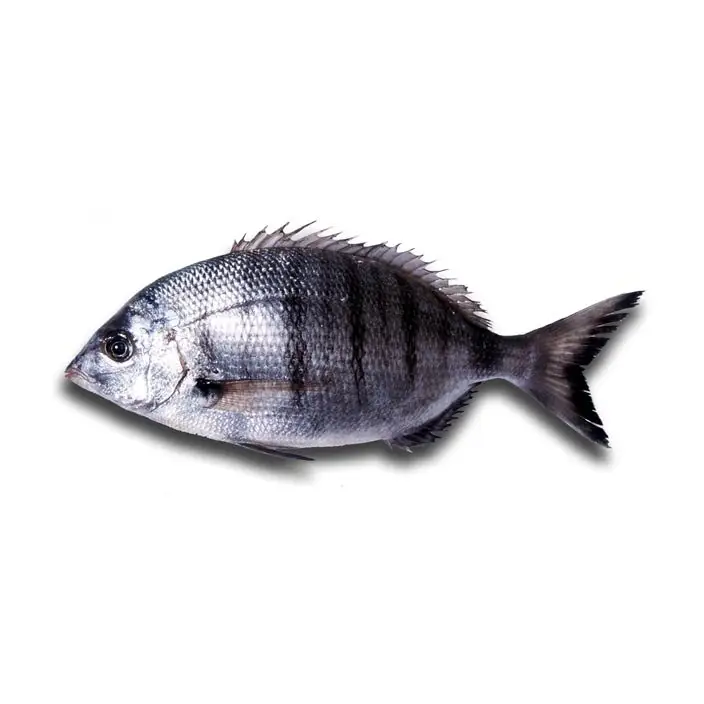 Sargo-Bicudo — peixe fresco da lota de Quarteira