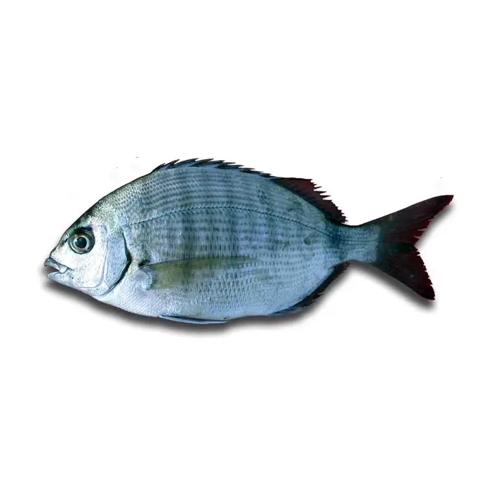Sargo-Legítimo — peixe fresco da lota de Quarteira
