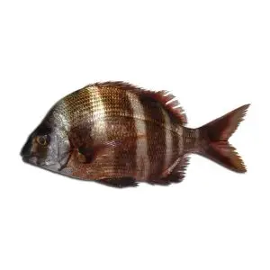 Sargo Veado — peixe fresco da lota de Quarteira