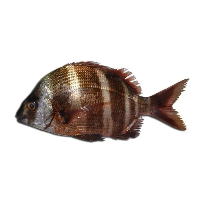 Sargo Veado — peixe fresco da lota de Quarteira