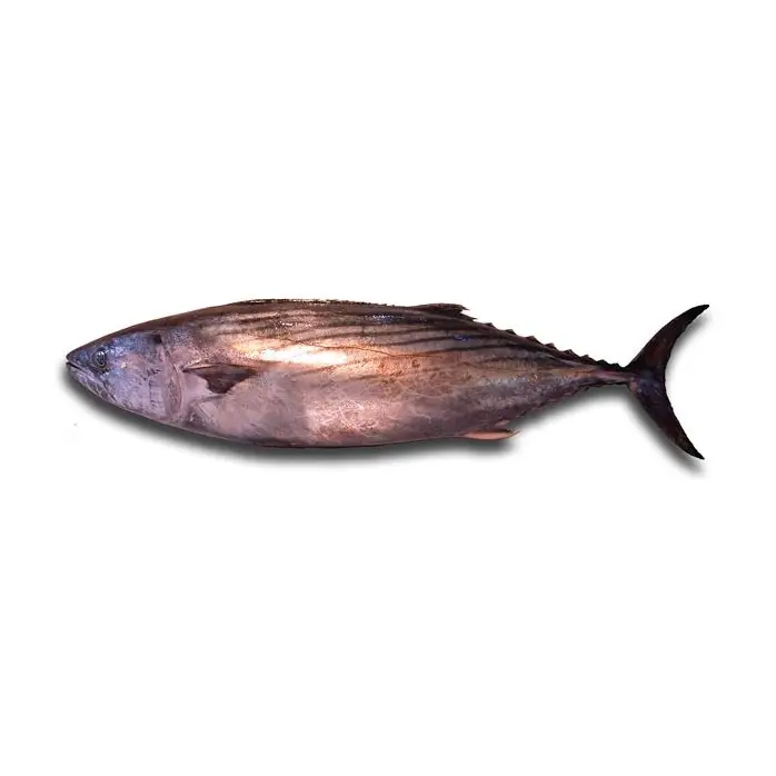 Sarrajão — peixe fresco da lota de Quarteira