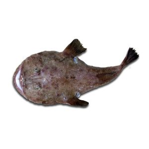 Tamboril Preto — peixe fresco da lota de Quarteira
