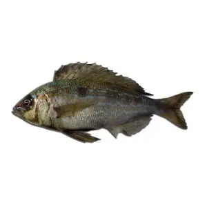 Trombeiro — peixe fresco da lota de Quarteira