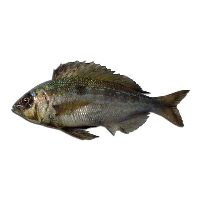 Trombeiro — peixe fresco da lota de Quarteira